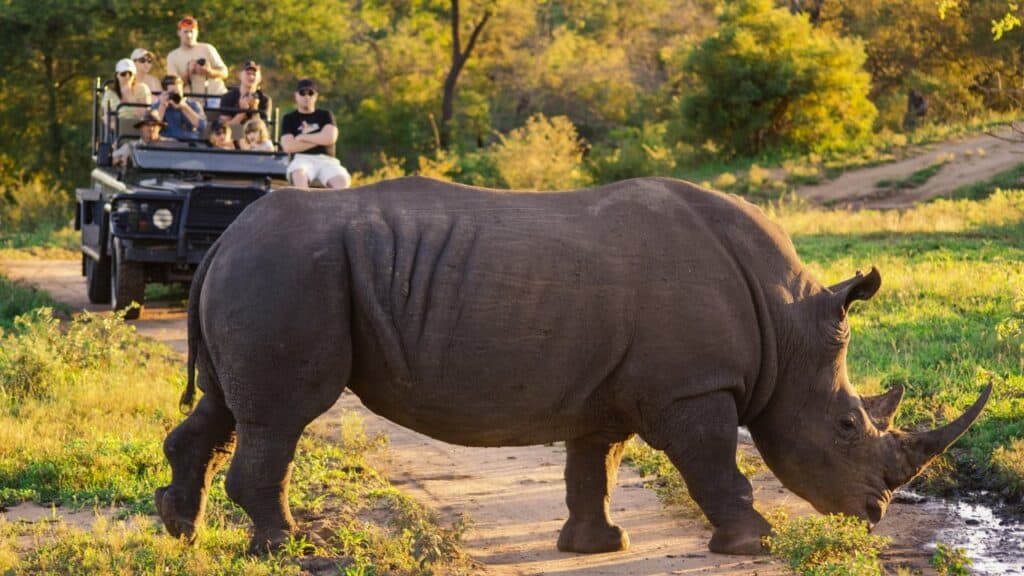 Large rhinoceros grazing near a safari vehicle in Madikwe Hills Game Reserve.