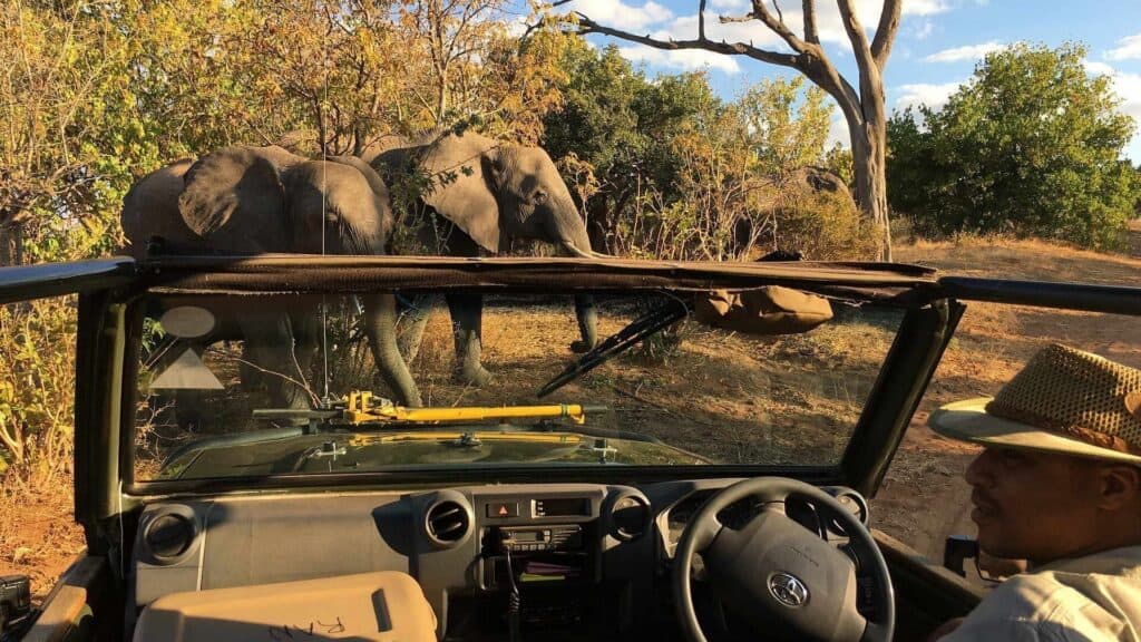 Elephants seen from safari vehicle at Chobe National Park.
