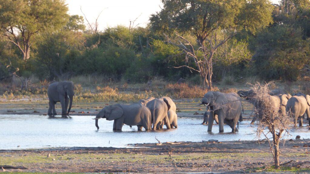 Group of elephants crossing a water body in the Okavango Delta.