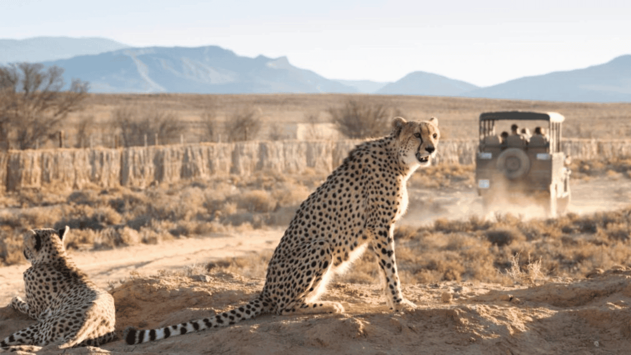 Cheetahs resting and observing in the African savannah during safari.