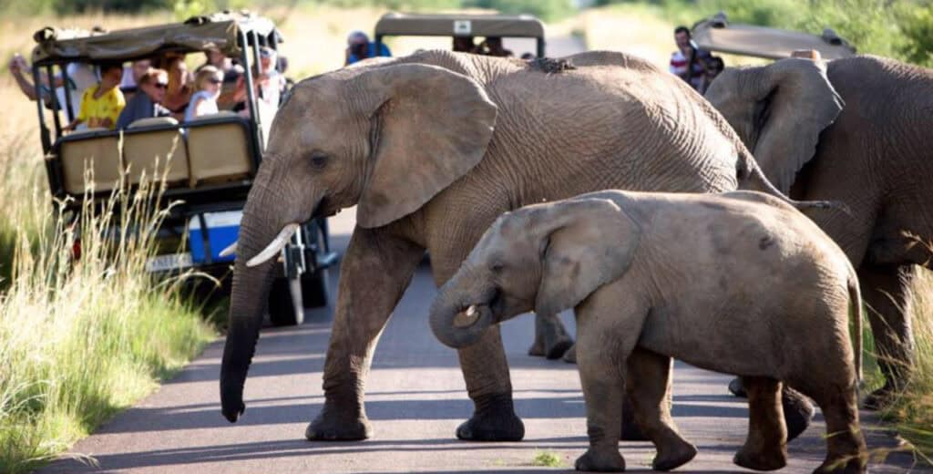 5 Day Kruger Family Safaris