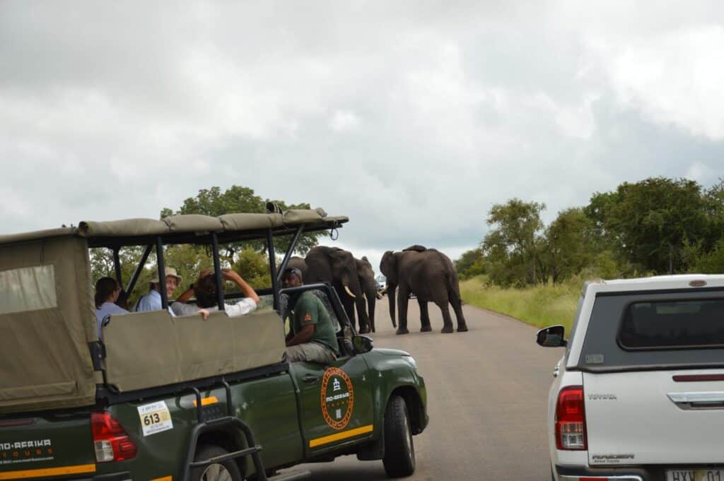 Tourists on safari vehicle observing elephants in their natural habitat.