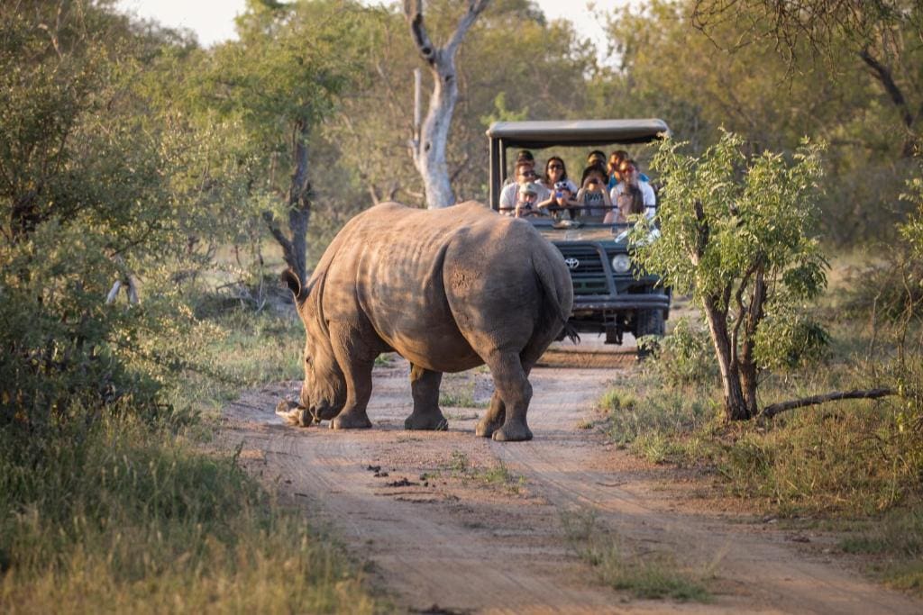 Tourists on safari vehicle observing a rhinoceros in the wild.