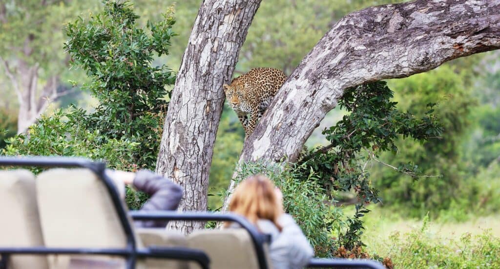 Kruger-game-Drive-Safari-Vehicle