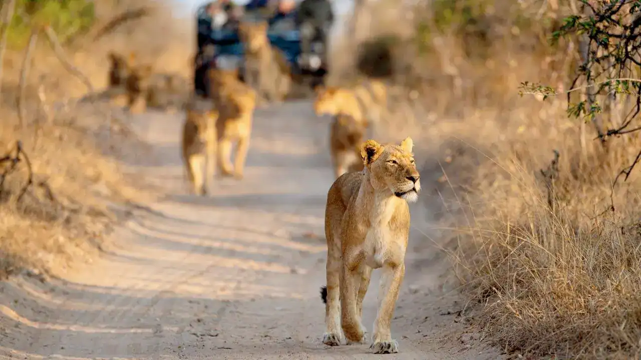 Lioness walking on dirt path in African savannah during safari.