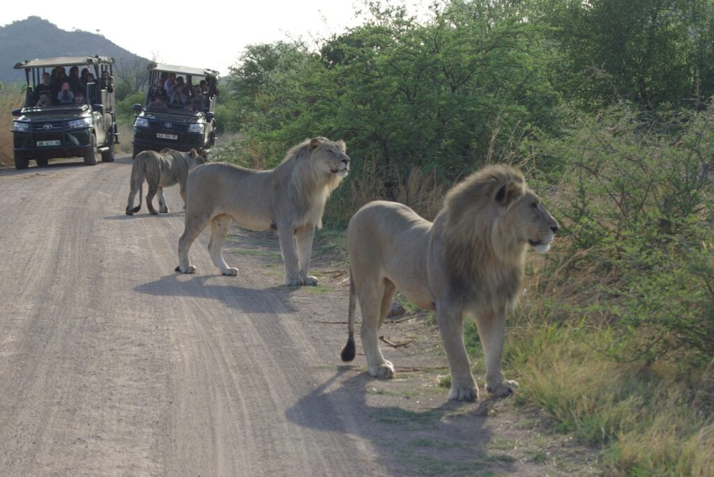 Lions and safari vehicles on a dirt road in the wild.
