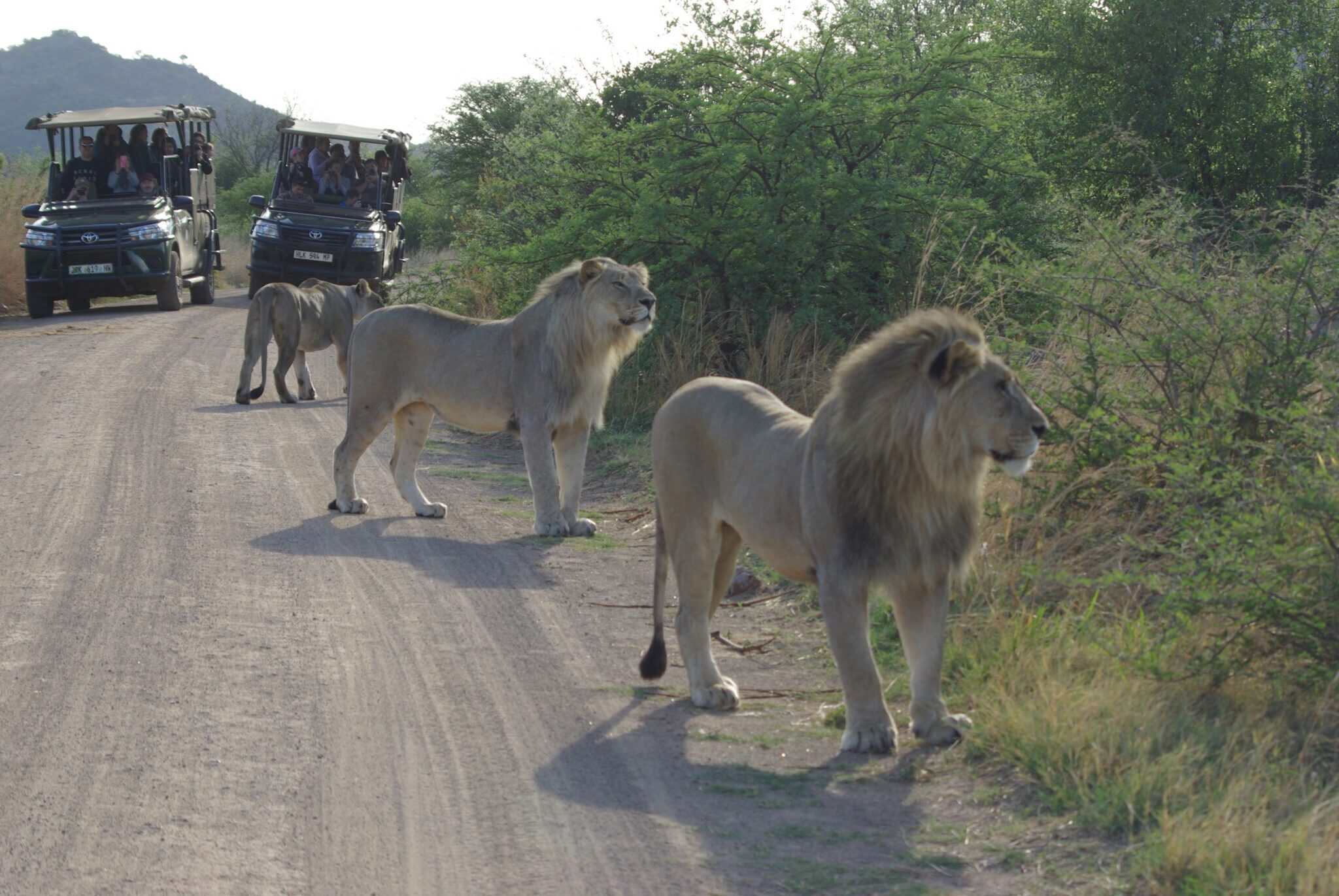 Lions walking along a dirt road with safari vehicles in the background.