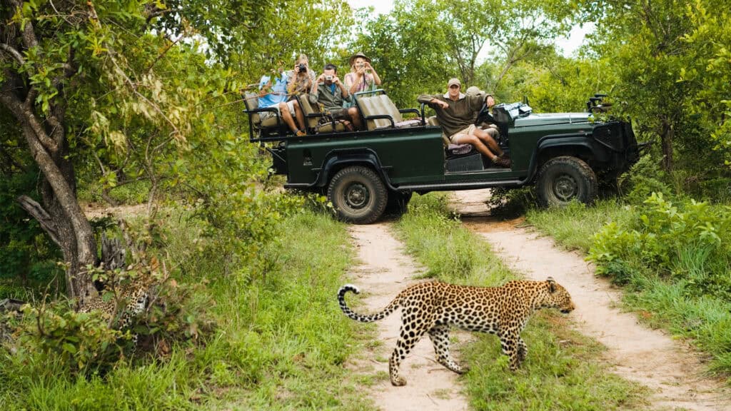 Tourists on a safari vehicle observing a leopard in the wild.