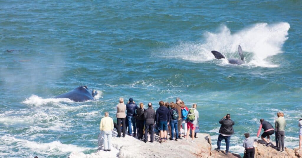 Tourists watching whales and dolphins from the rocky coast.