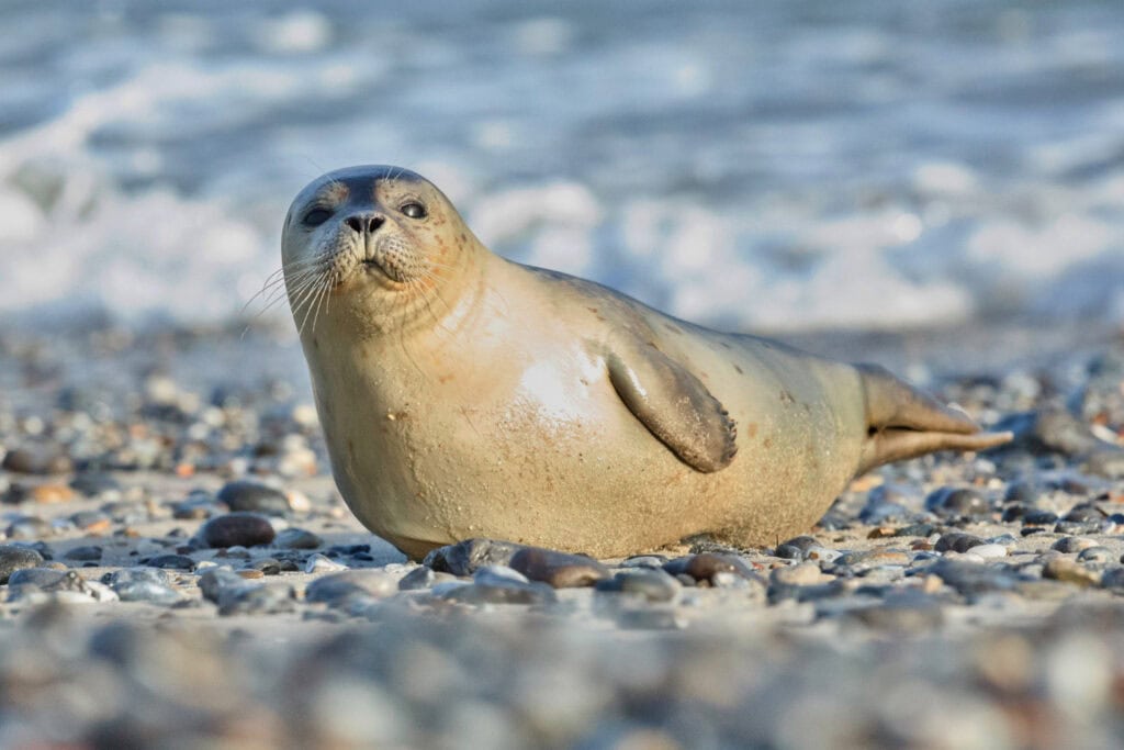 Seal resting on pebbled beach with ocean waves in background.