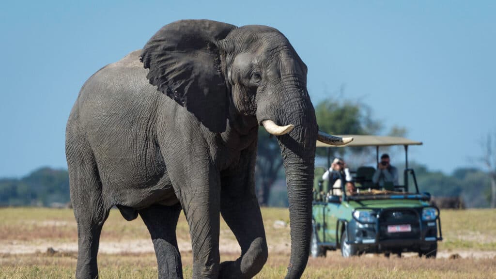 Majestic African elephant in the wild with safari vehicle in background.