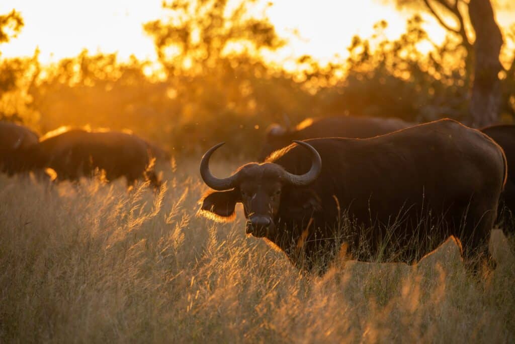 Private vs Group Kruger Safaris: Which Gives Better Wildlife Experiences?