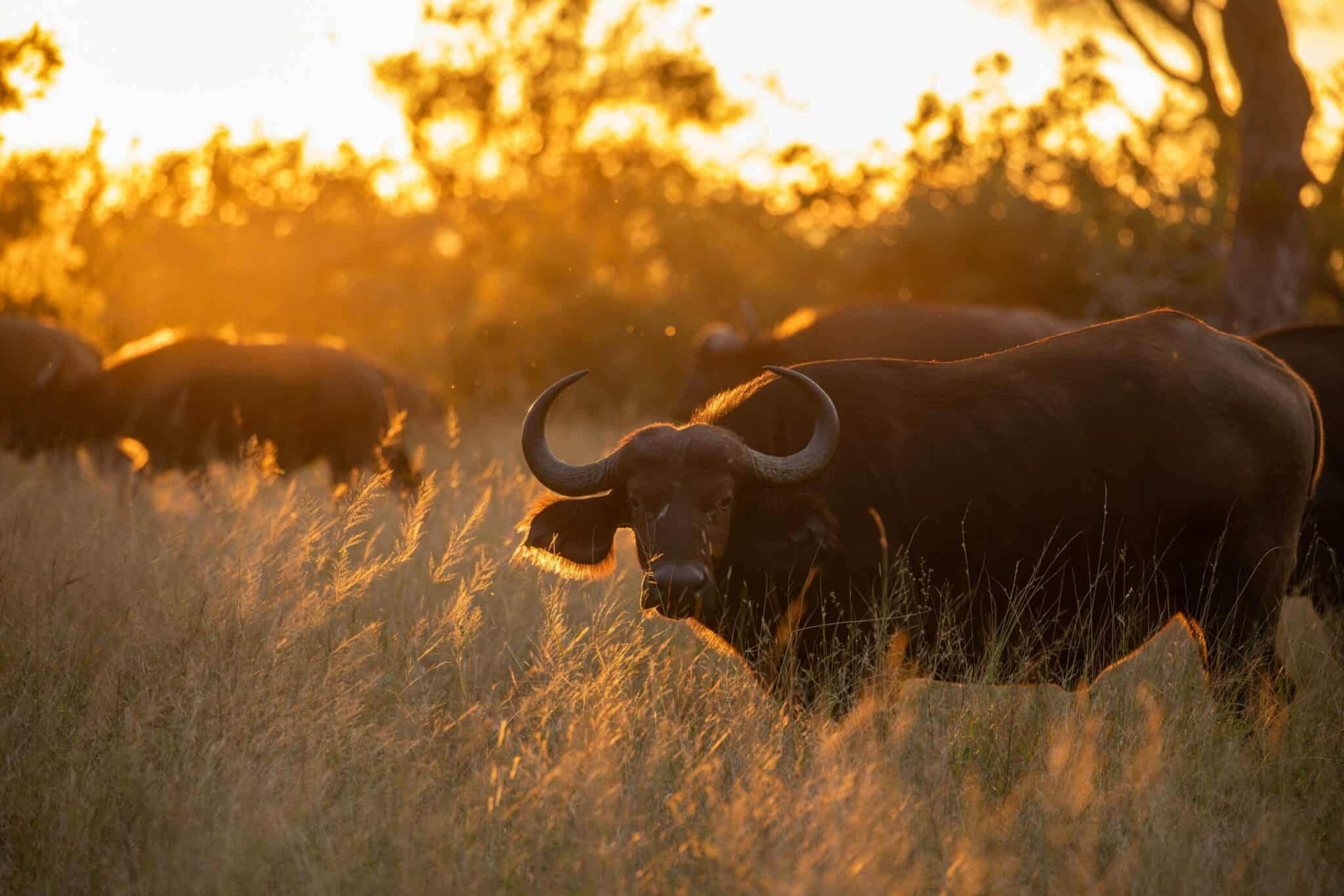African buffalo grazing during sunset in the savannah.