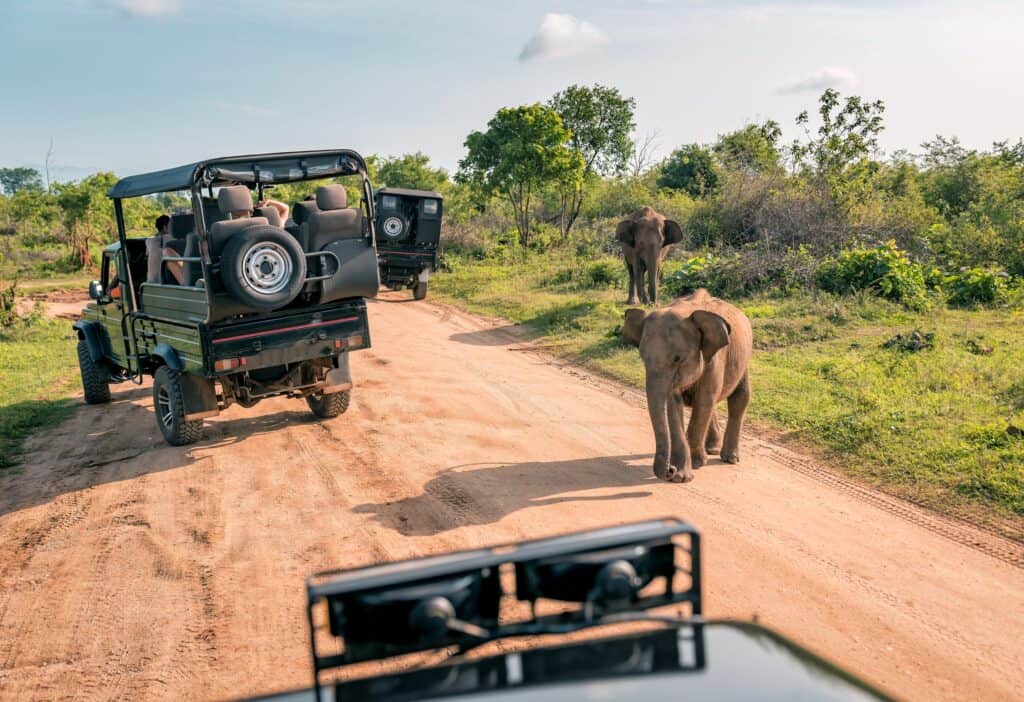 Safari vehicle observing elephants in the wild during a tour.