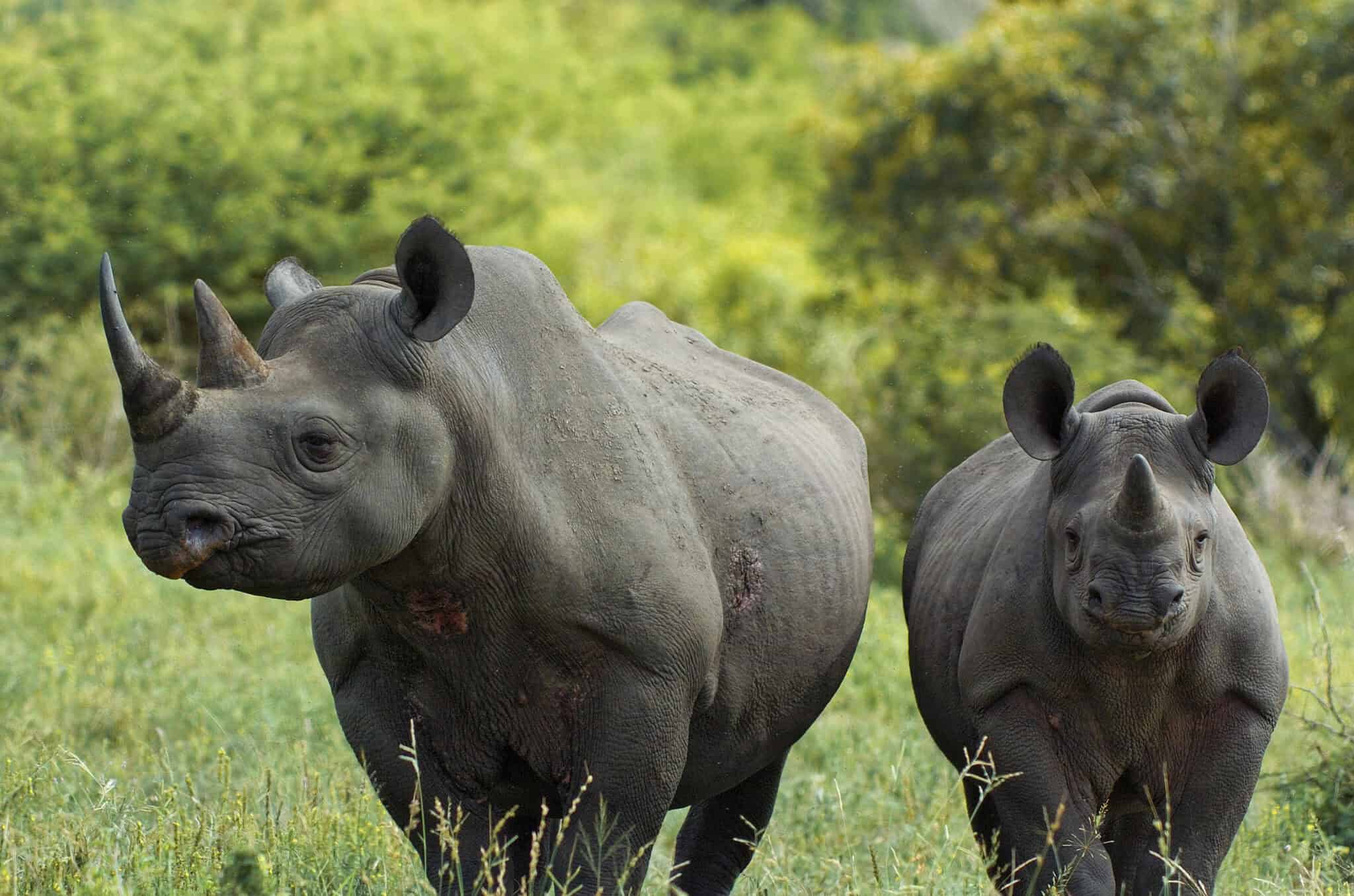 Two rhinoceroses in a lush green landscape, showcasing wildlife in Africa.