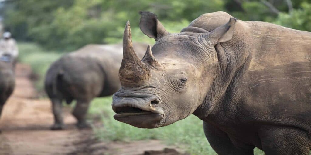 Rhinoceros in Kruger National Park during safari adventure.