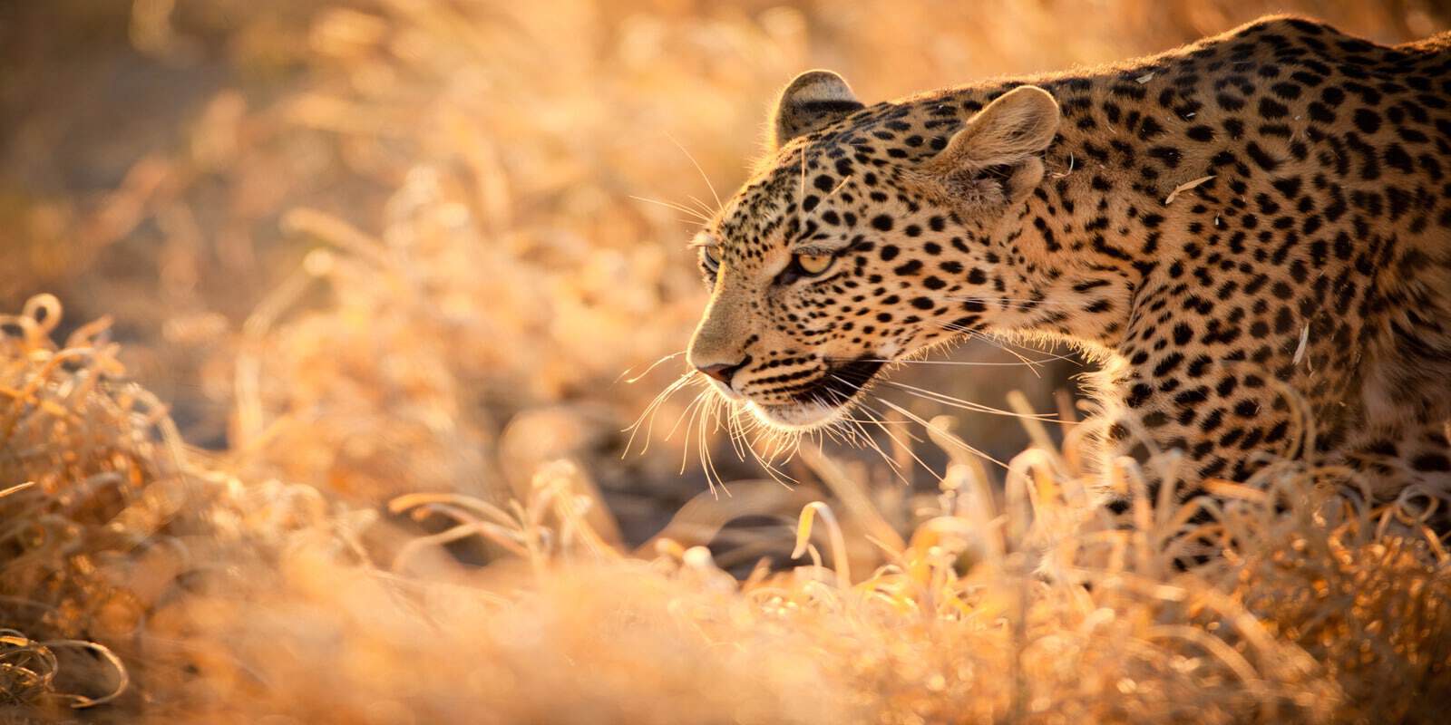 Dry Season vs Green Season in Kruger: What Most Tourists Get Wrong