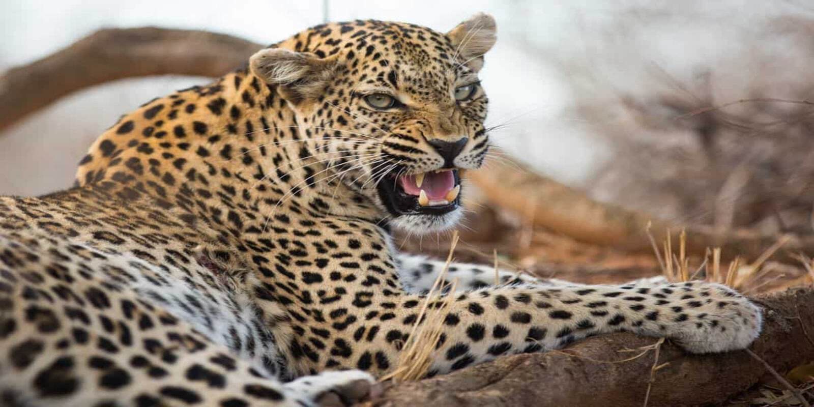 Leopard lying on a log in Kruger National Park, South Africa.